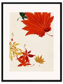 Framed art print  Maple leaves - Shibata Zeshin