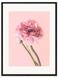 Framed art print  Pink Buttercup - Emanuela Carratoni