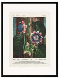 Framed art print  The Quadrangular Passion Flower - Robert John Thornton